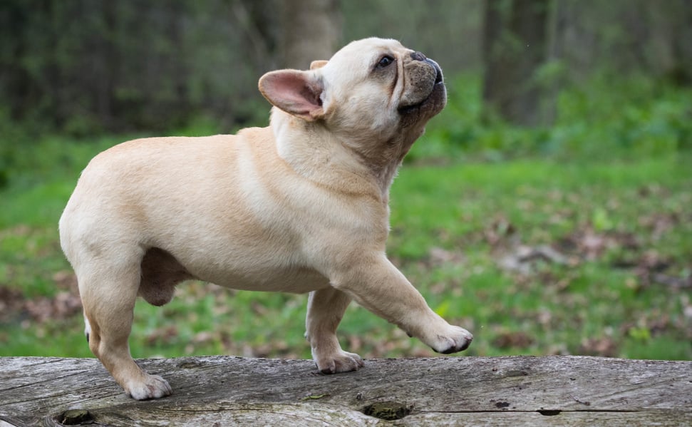 French Bulldog outside